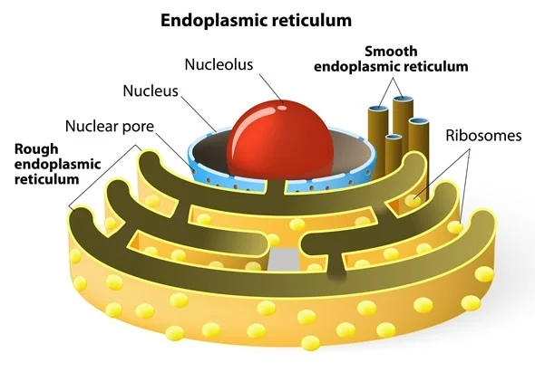 <p>Endoplasmic Reticulum (ER)</p>