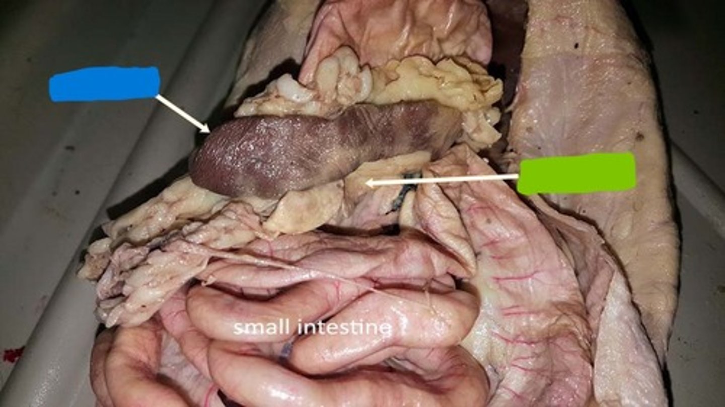 <p>identify green box</p>