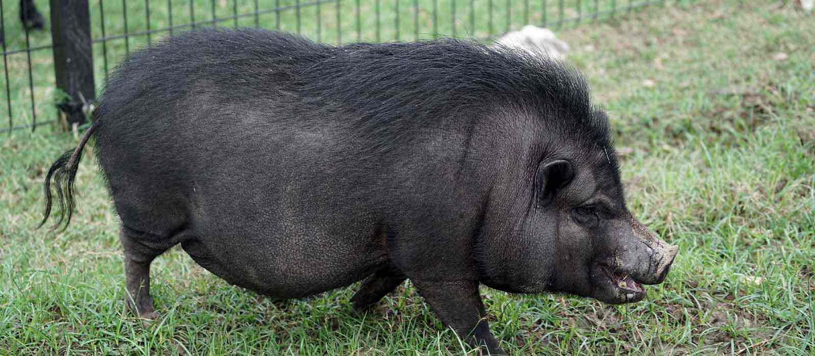 <p>This breed is from Vietnam. They are sturdy with short legs, a swayed back, and a large belly. They are mostly known as a pet</p>