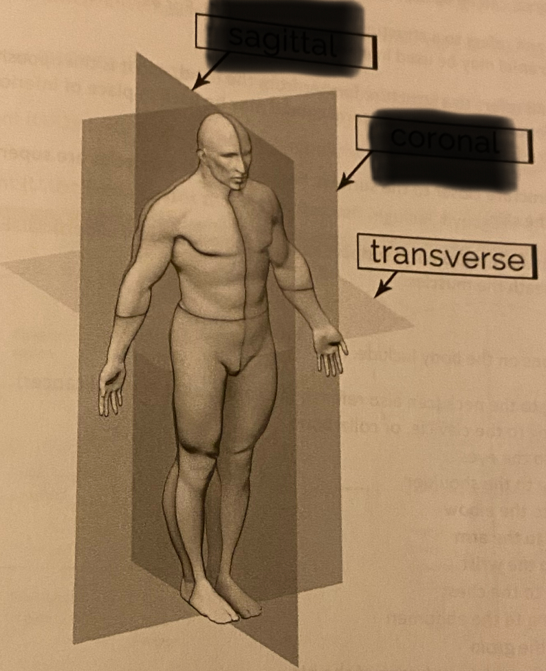 <p>Horizontal plane that divides the body or organ into upper and lower portions. </p>