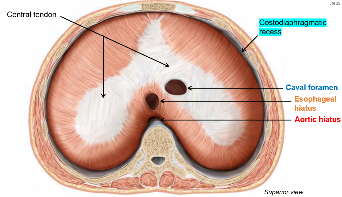 <p>What are the<strong> three major openings </strong>in the diaphragm, and what structures pass through them?</p>