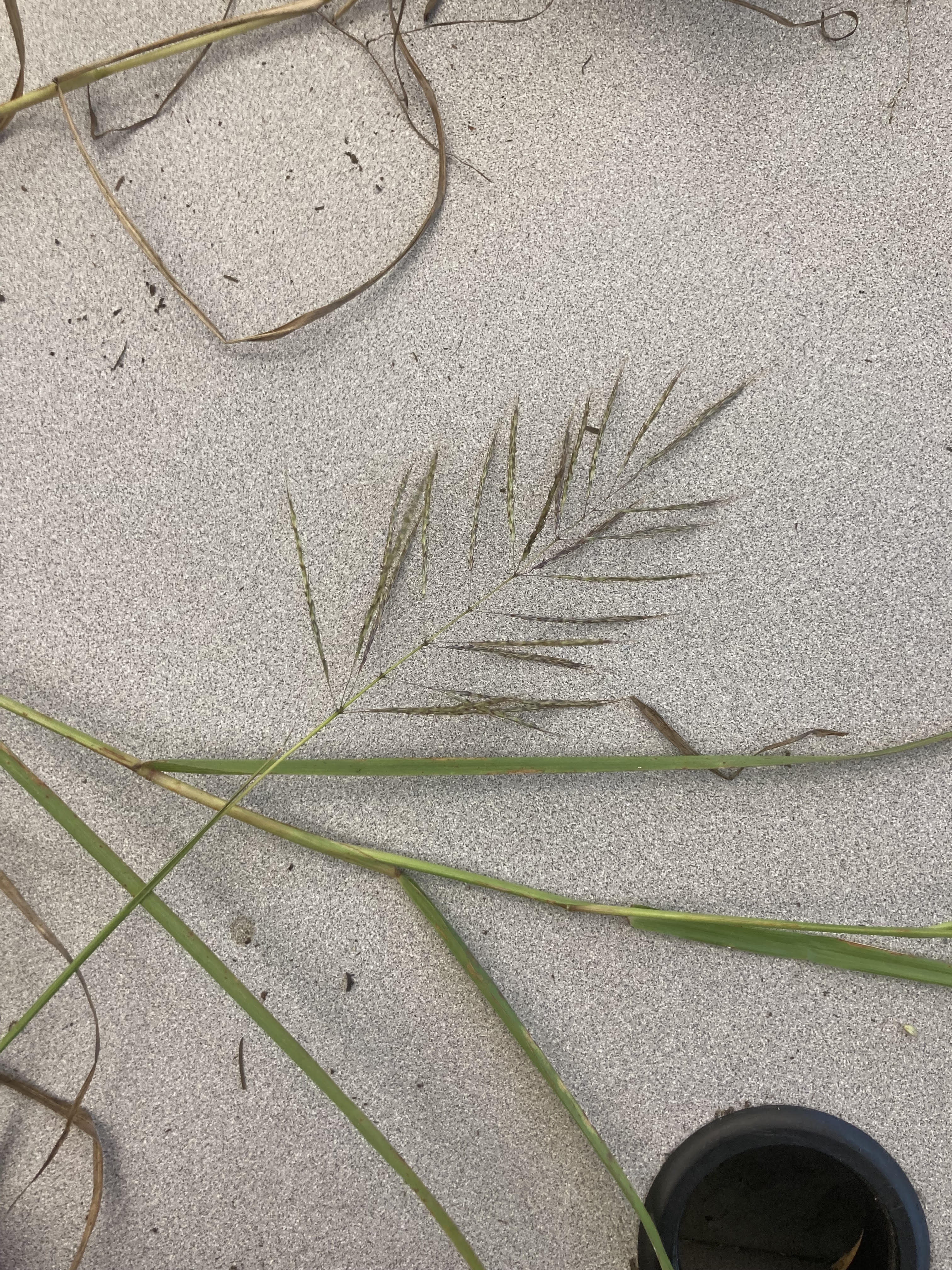 What is this plant?