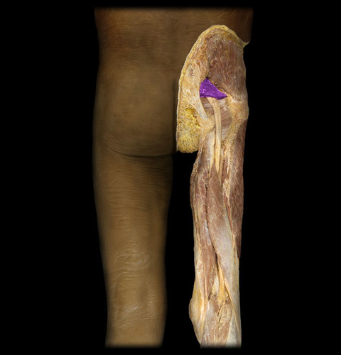 <p>origin: sacrum insertion: femur action: abduct thigh</p>
