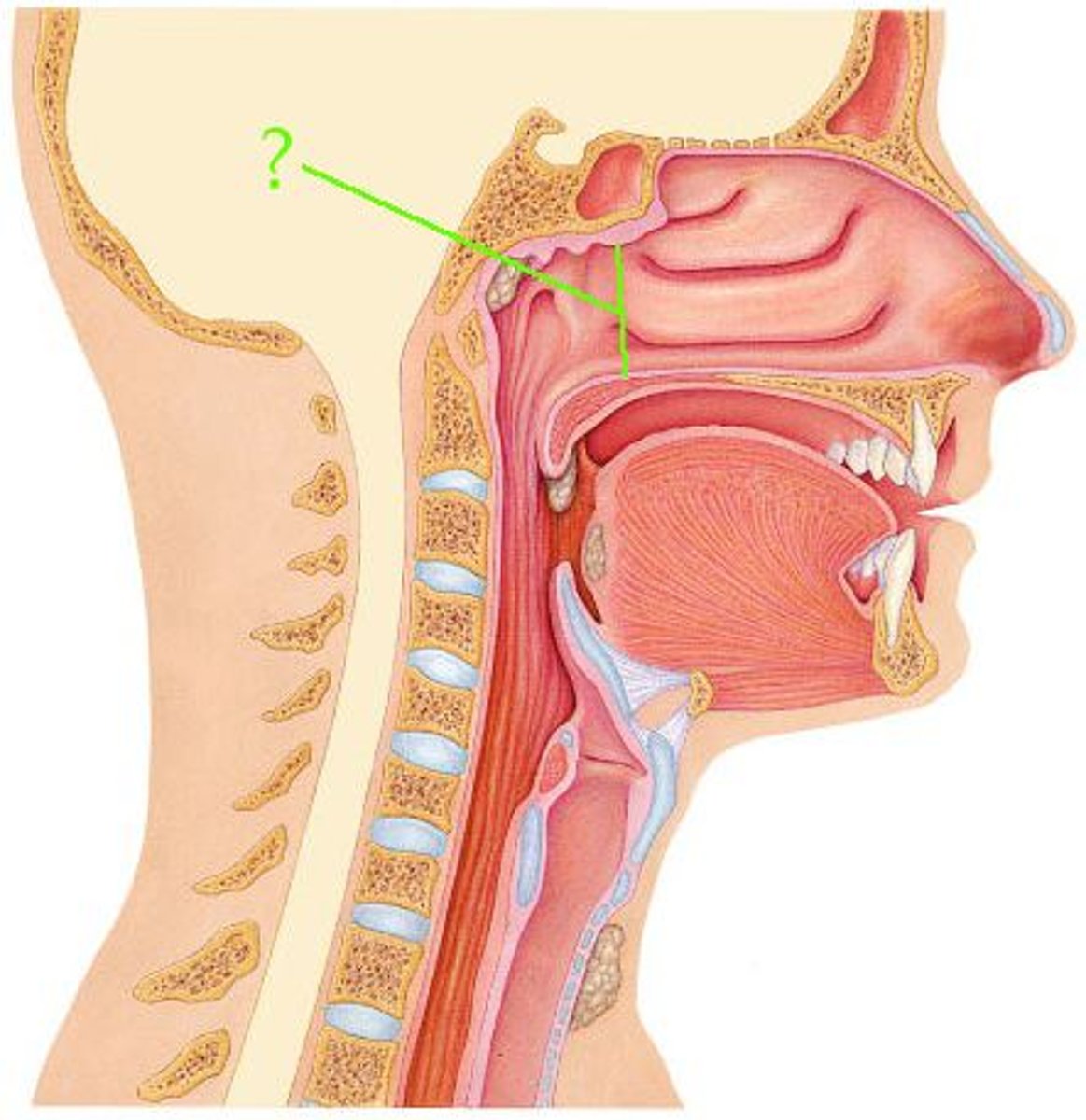 <p>Identify the indicated opening.</p>