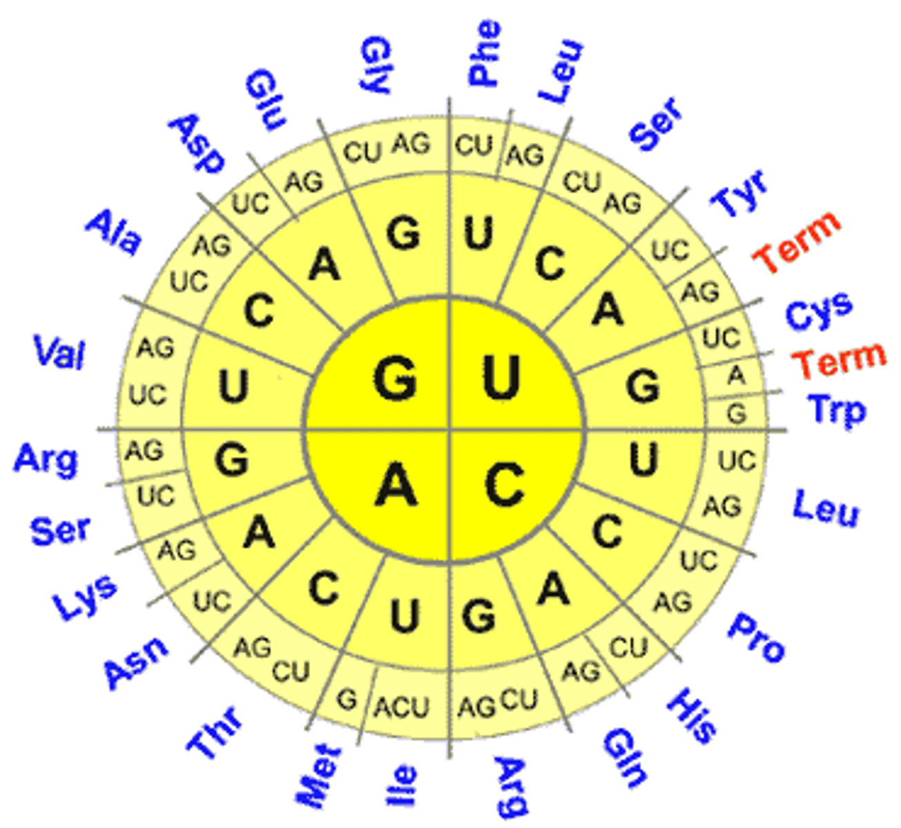 <p>- 61 encode for amino acids<br>- 3 stop codons</p>