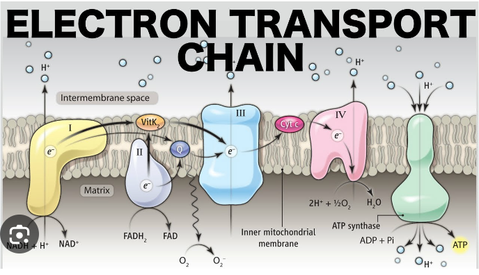 \

1. NADH and FADH2 donate electrons to the first complex, NADH dehydrogenase (Complex I) and succinate dehydrogenase (Complex II) respectively.
2. Electrons are passed from Complex I or Complex II to coenzyme Q (ubiquinone), which acts as a mobile carrier.
3. Coenzyme Q transfers electrons to Complex III (cytochrome bc1 complex), which pumps protons across the inner mitochondrial membrane.
4. Electrons are then transferred from Complex III to cytochrome c, another mobile carrier.
5. Cytochrome c transfers electrons to Complex IV (cytochrome c oxidase), which also pumps protons across the inner mitochondrial membrane.
6. Finally, electrons are transferred from Complex IV to molecular oxygen (O2), forming water (H2O).

Overall, this process generates a proton gradient across the inner mitochondrial membrane, which is used to produce ATP through ATP synthase.