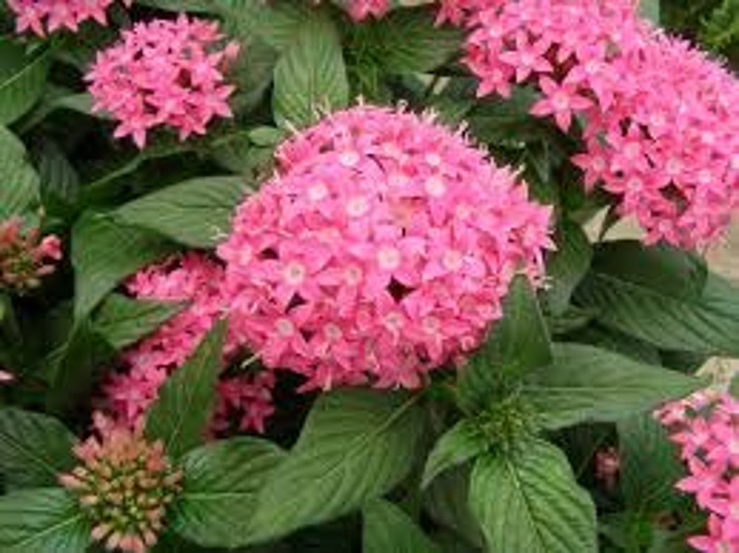 <p>Pentas lanceolata</p>