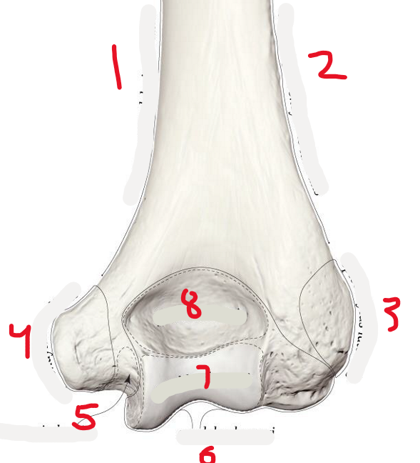 <p>3</p>