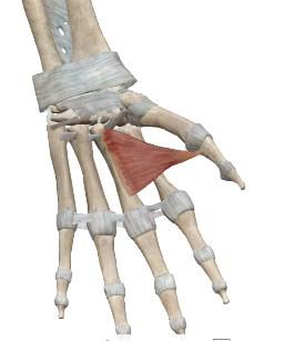 <p>Adducteur du pouce</p>