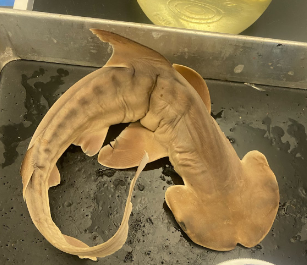 <p>Natural History for Sharks, Skates, and Rays (Bonnet Head Shark in Picture)</p>