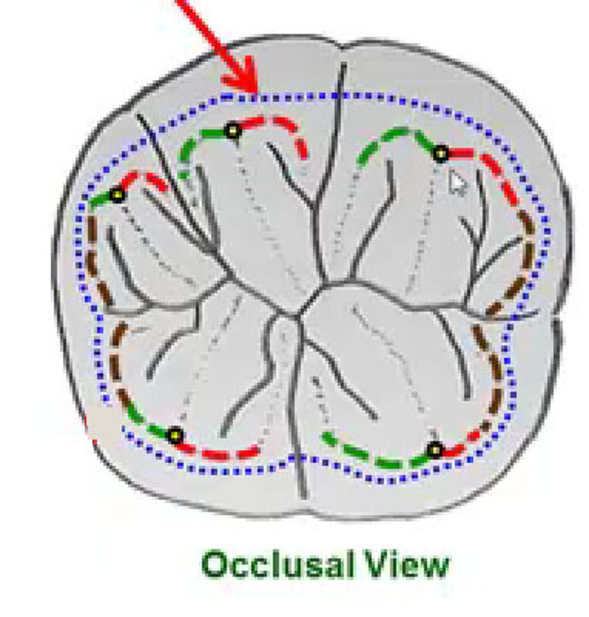 <p>Chewing surface of a posterior tooth</p>