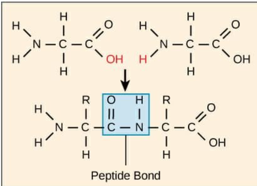 <p>covalently connected by peptide bonds through carboxyl groups</p>