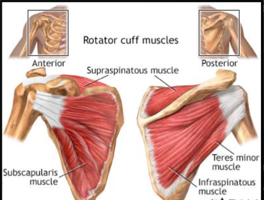 <p>1. Supraspinatus m.</p><p>2. Infraspinatus m.</p><p>3. Teres minor m.</p><p>4. Subscapularis m.</p>