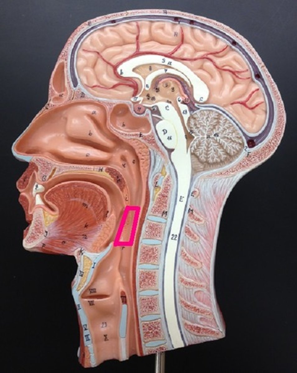 <p>central portion of the pharynx between the roof of the mouth and the upper edge of the epiglottis</p>