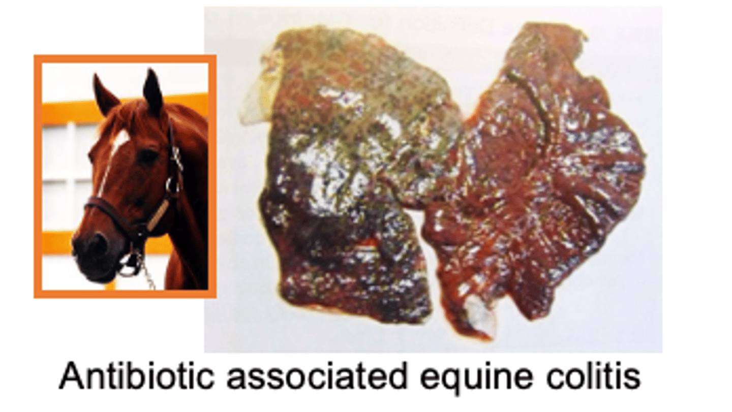 <p>the disease state seen is this equine is associated w/ what pathogen</p>