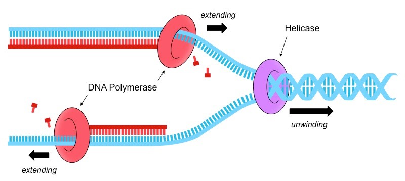 <p><span>Helicase</span><br><span>DNA Polymerase III</span><br><br><span>1. Helicase opens up the double stranded piece of DNA, making it single stranded AKA Helicase unzips/unwinds the double helix of DNA, opening it up so that we have access to those nucleotides &amp; so that complementary base pairing can occur</span><br><br><span>2. After helicase unzips &amp; opens the double strand, complementary base pairs can slide into their new pairs and DNA Polymerase III will glue these new pieces of DNA using condensation reactions.</span></p>