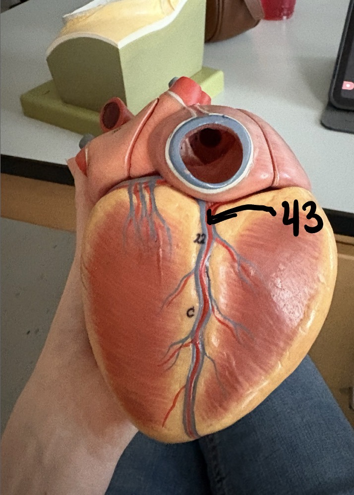 <p>43</p>