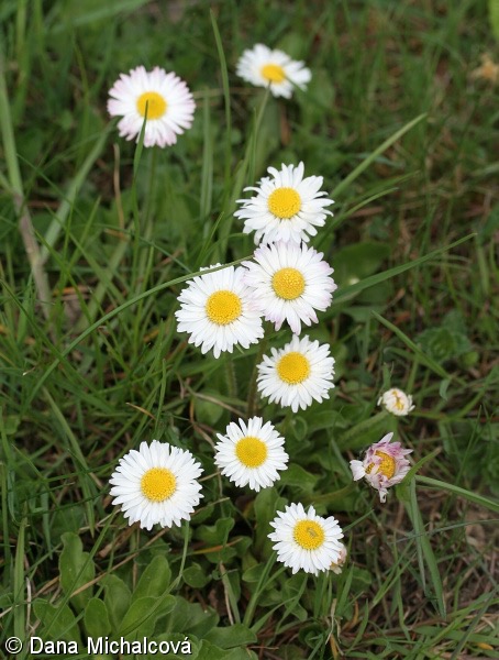 <p>Bellis perennis - Asteraceae</p>