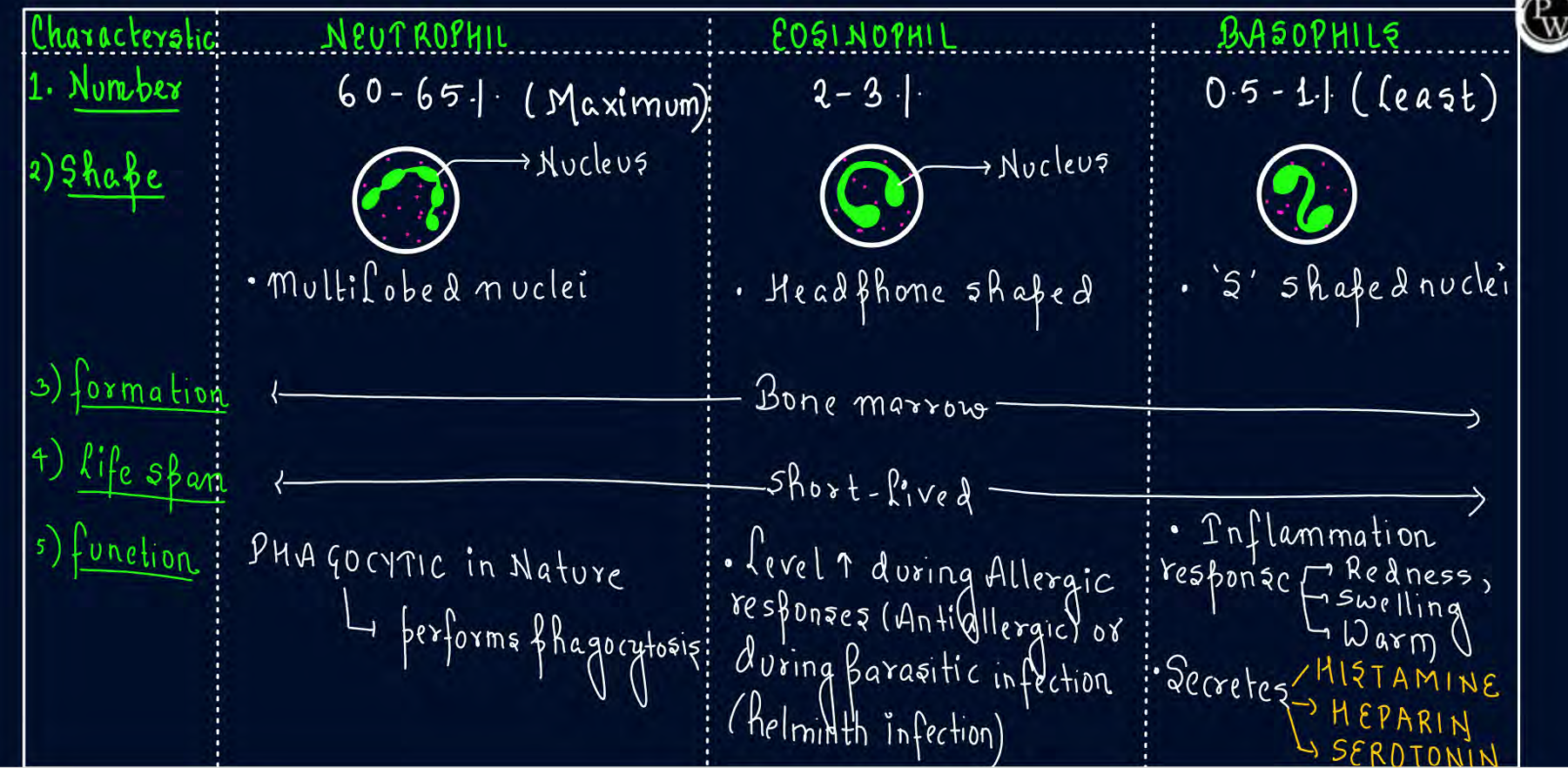 <p>role of neutrophil eosinophil and basophil,monocyte and lymphocytes</p>