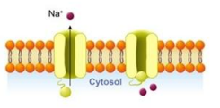 <p>what is this ion channel</p>