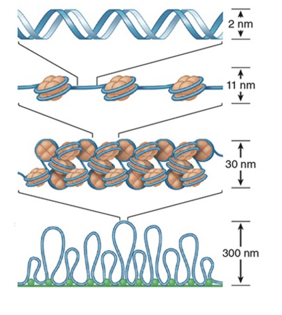 <p>What is the next level of chromatin organization after nucleosomes</p>