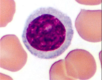 Type of white blood cell responsible for the immune response. They become activated in the presence of antigens. There are two types: B lymphocytes and T lymphocytes.