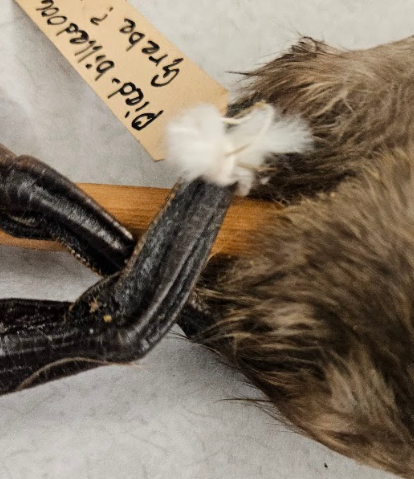 <p>tarsus is very flat on both sides with sharp edges in front and behind</p>