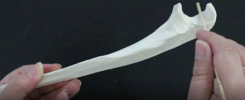 <p>fits with trochlear condyle in humerus</p><p></p><p>articulates with the trochlea of the humerus to form a joint that allows the elbow to flex and extend</p>