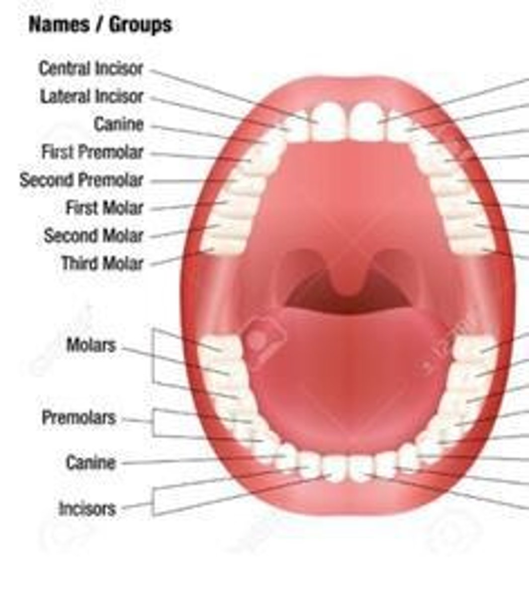 <p>Teeth that have well-developed incisors for snipping, reduced or absent canines, and large, flat molars with complex ridges for grinding.</p>