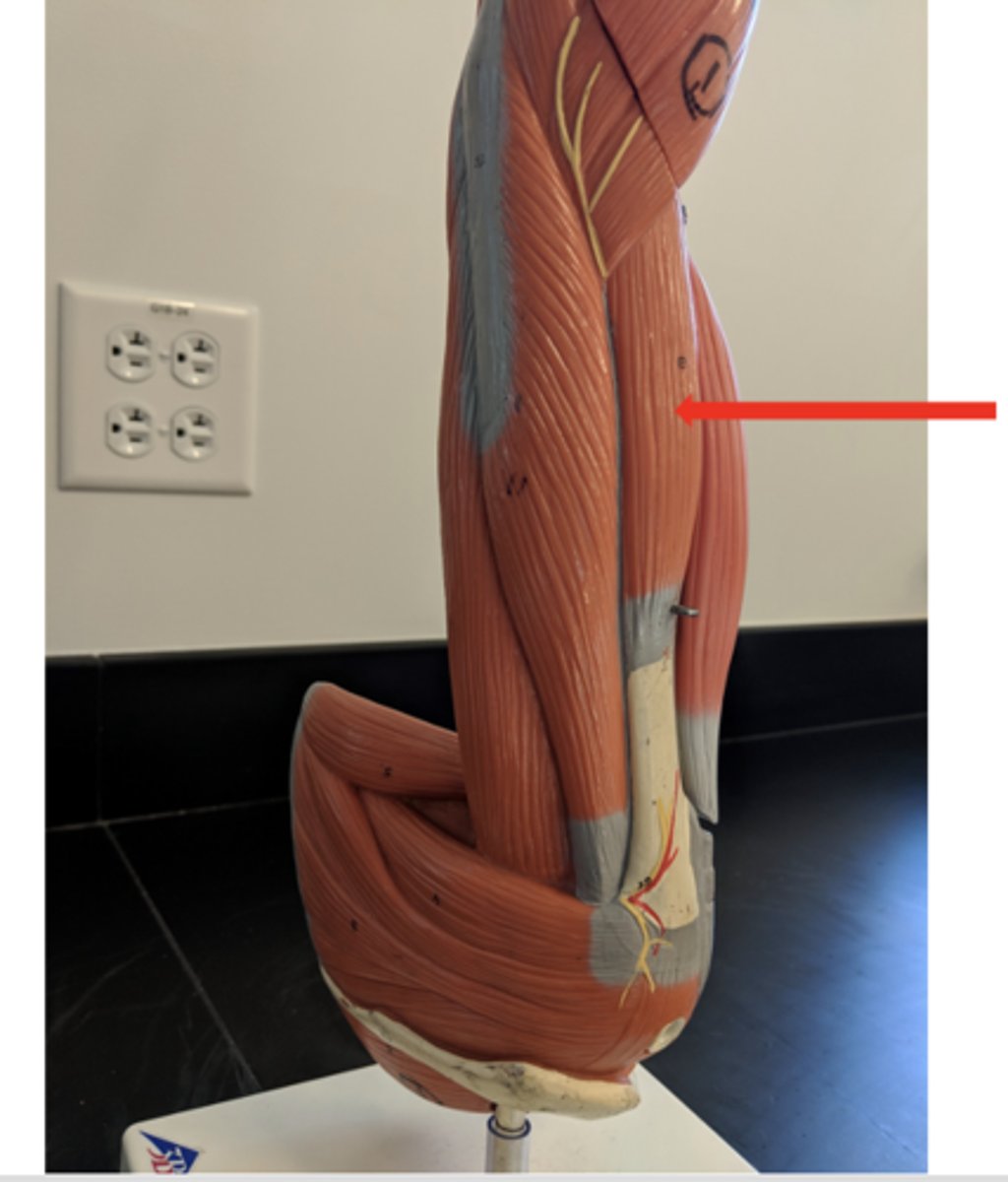 <p>what is this?</p>