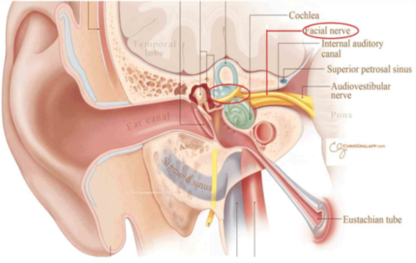 <p>Internal auditory meatus</p>