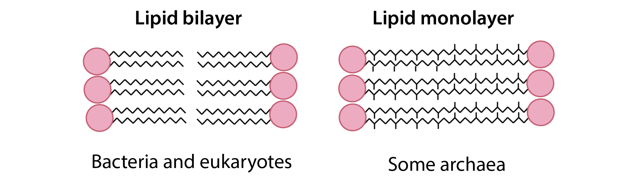 Archaeal Cell Wall
➔ Contains a variety of polysaccharides
and proteins but ____ peptidoglycan