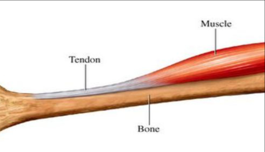 <p>Cords of dense regular connective tissue that attach skeletal muscles to bones</p>