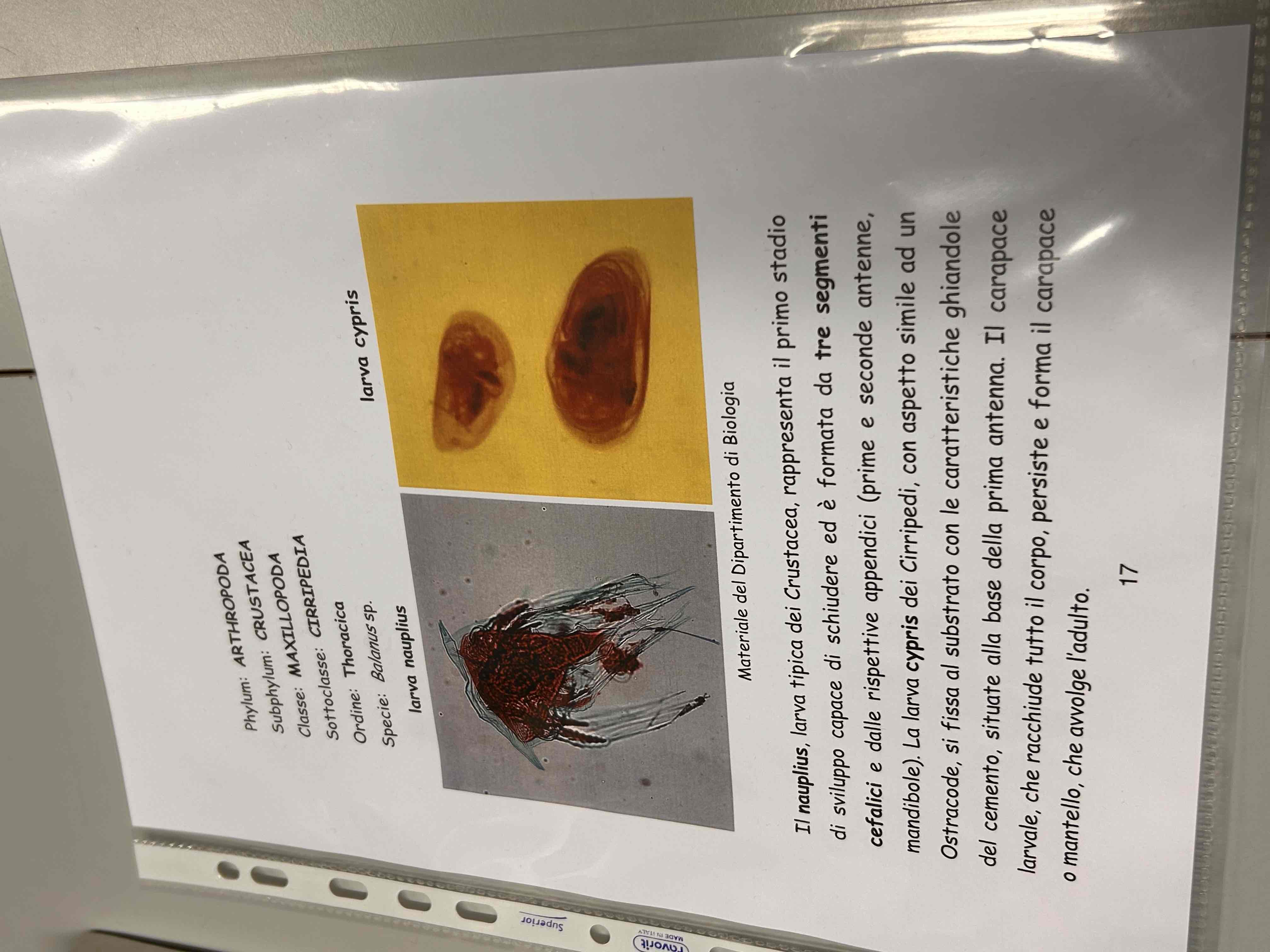 <p>Crostacei</p><p>Maxillopoda</p><p>(Cirripedia)</p><p>Balanuss sp (larva naupilus)</p>