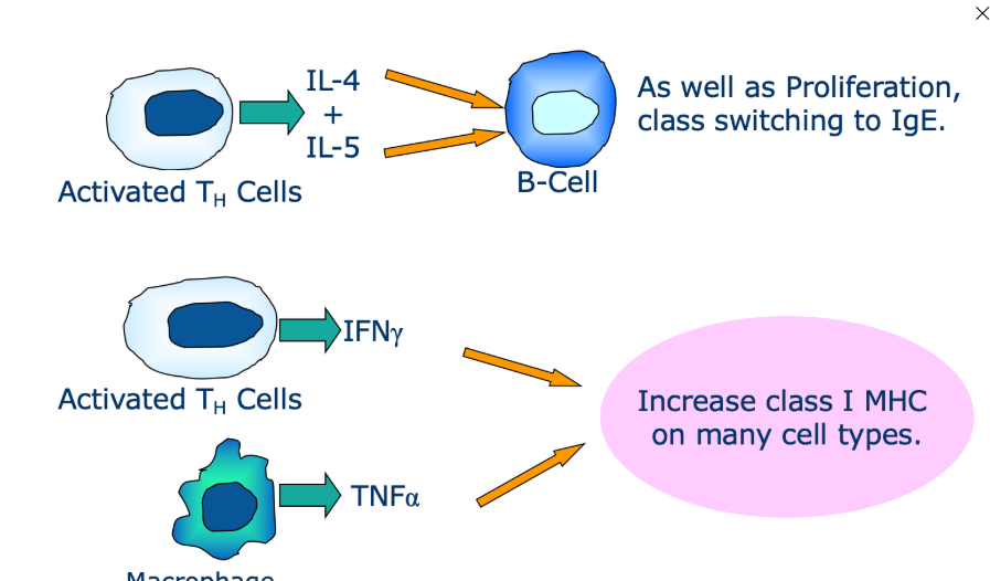 <p>The combined effect of cytokines which may be greater/additive  compared to each individual cytokine alone</p>