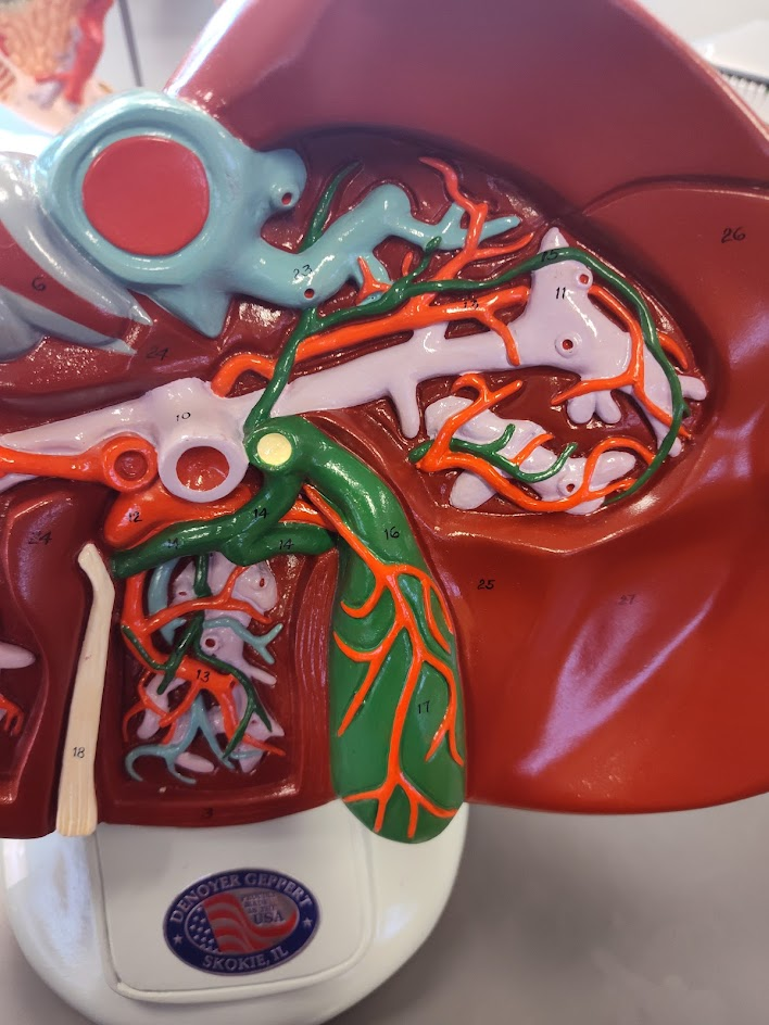 <p>hepatic duct </p>
