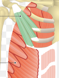 <p>(green)</p>