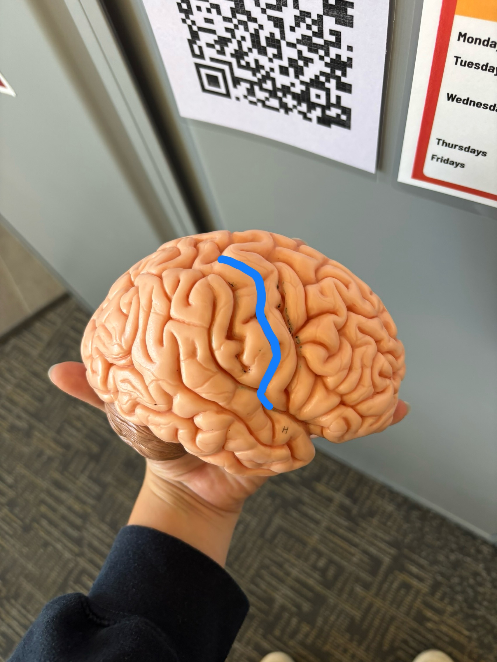 <p>What structure is this?</p>