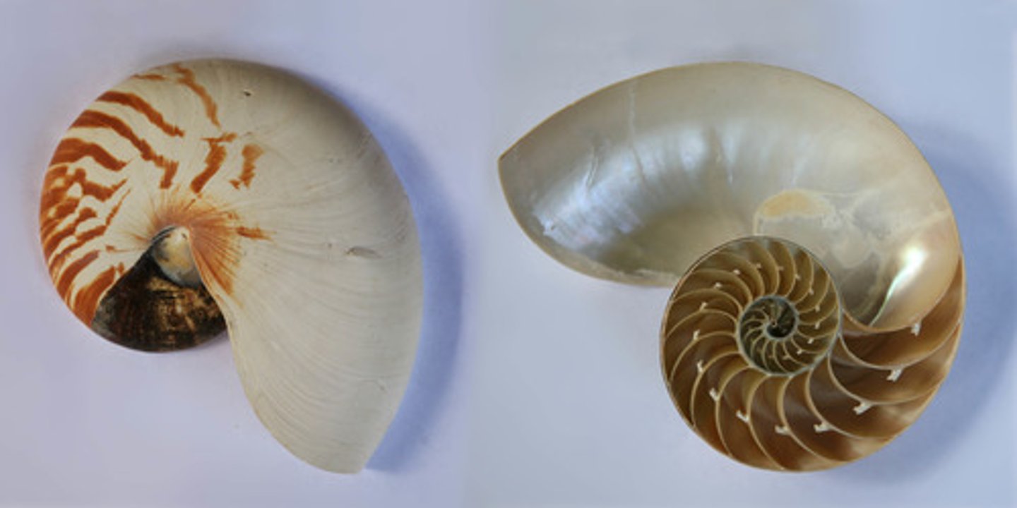 <p>Class Cephalopoda</p>