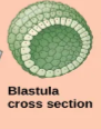 <ul><li><p>forms blastula</p></li><li><p>migration of cells</p></li></ul><p></p>