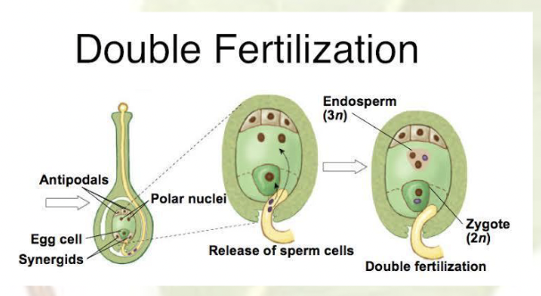 <p>Pollination RIGHT after fertilization</p><p><strong>Double fertilization</strong></p><p>Each pollen cell releases: 2 sperm cells</p><ul><li><p>One sperm cell</p><ul><li><p>fertilizes egg</p></li><li><p>becomes zygote</p></li></ul></li><li><p>Other sperm cell</p><ul><li><p>fertilizes zygote</p></li><li><p>becomes endosperm</p><p></p></li></ul></li></ul><p></p><p></p>