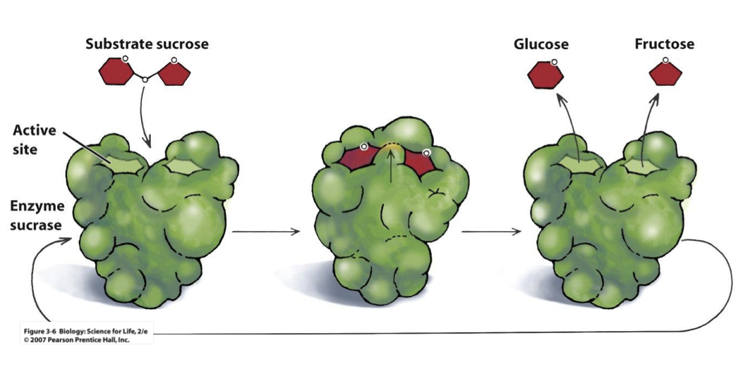 <ol><li><p>the enzyme binds to its specific molecule (the substrate) at the active site</p></li></ol><ol start="2"><li><p>it then breaks the bond in that molecule</p></li></ol><p><span><span>3. and then releases it as 2 separate molecules</span></span></p>