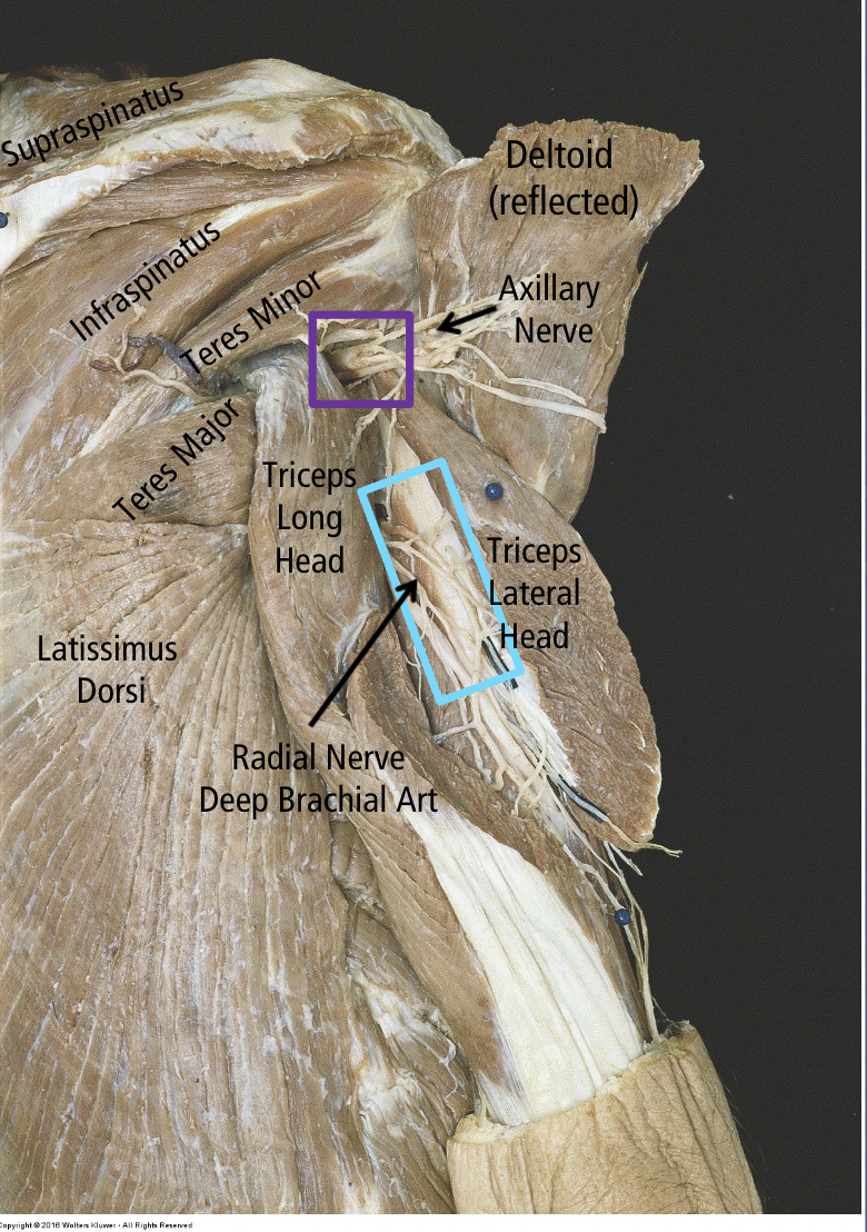<p>Axillary nerve</p><p>Teres minor and deltoid muscle </p>