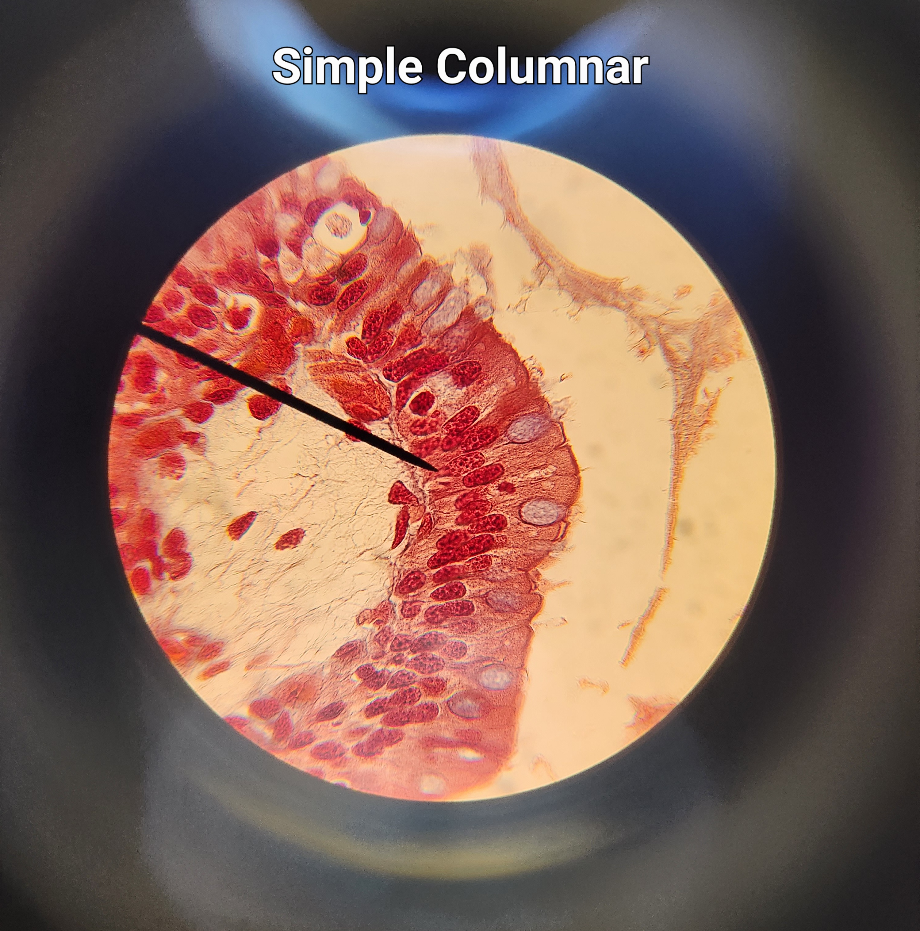 single layer of rectangular cells
