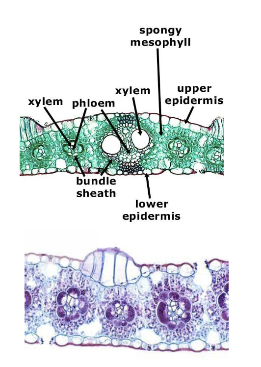 The xylem and phloem are arranged in a **vein**. The veins are surrounded by a bundle sheath and ground tissue 

* The veins are **parallel**