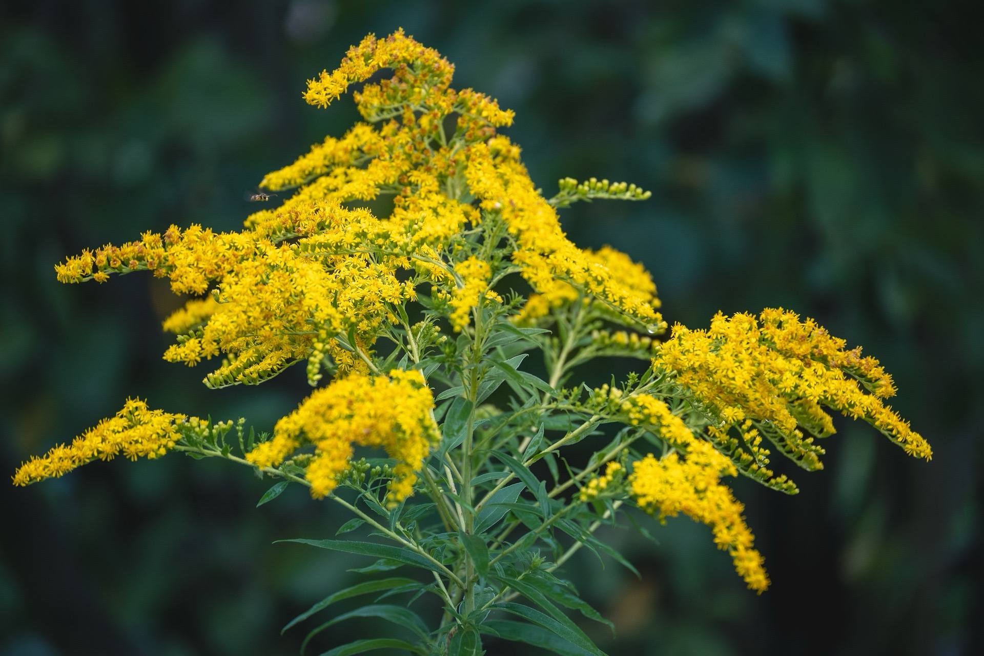 <p>Solidago canadensis - <strong>Asteraceae</strong></p>