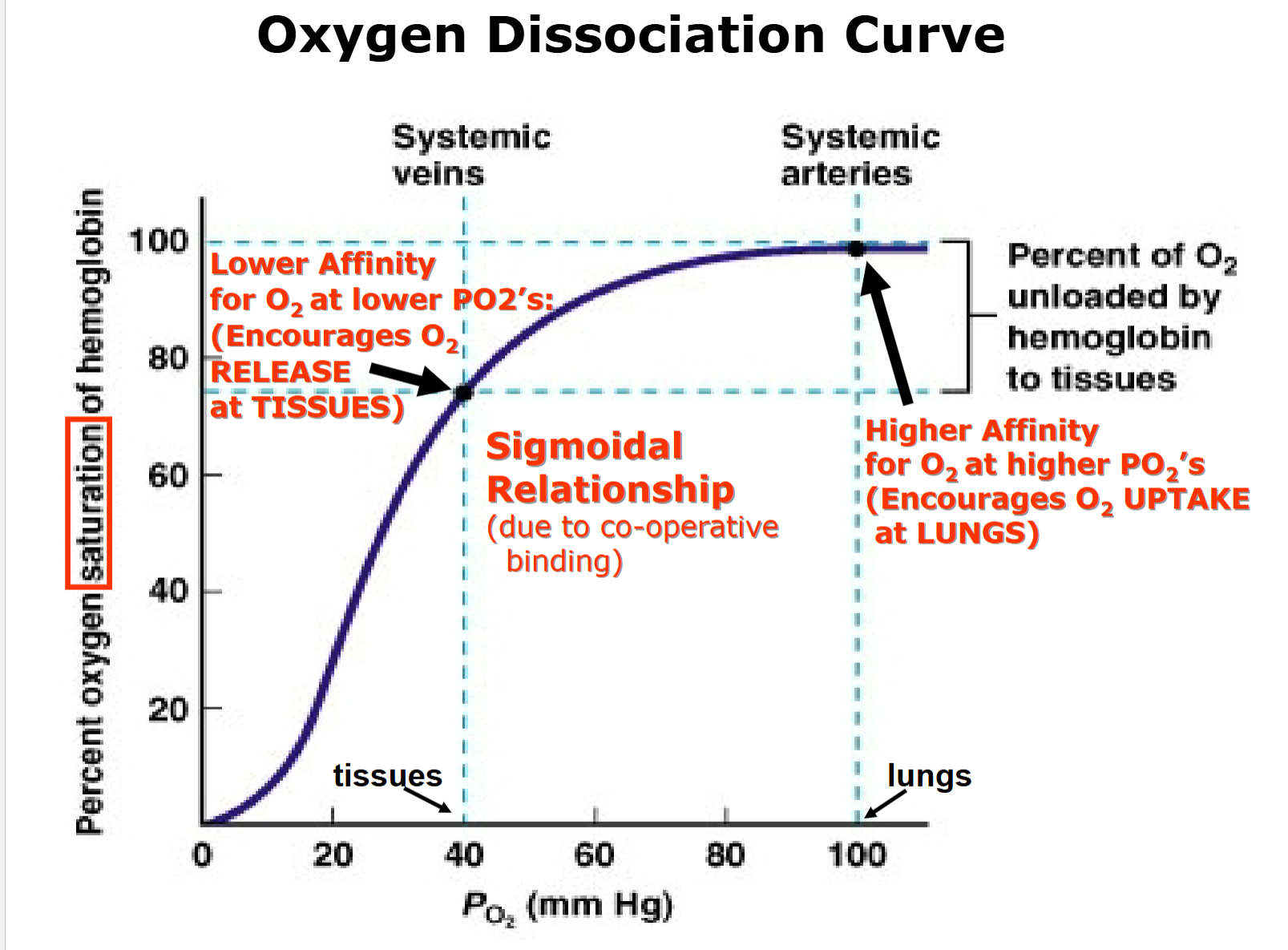 <p><span>Sigmoidal Relationship due to co-operative binding</span></p><p><span>Haemoglobin has greater affinity for oxygen at lungs than tissues.</span></p><p><span>Higher affinity for O2 at higher PO2’s, encourages O2 uptake at lungs</span></p><p><span>Lower affinity for O2 at lower PO2’s, encourages O2 release at tissues.</span></p>