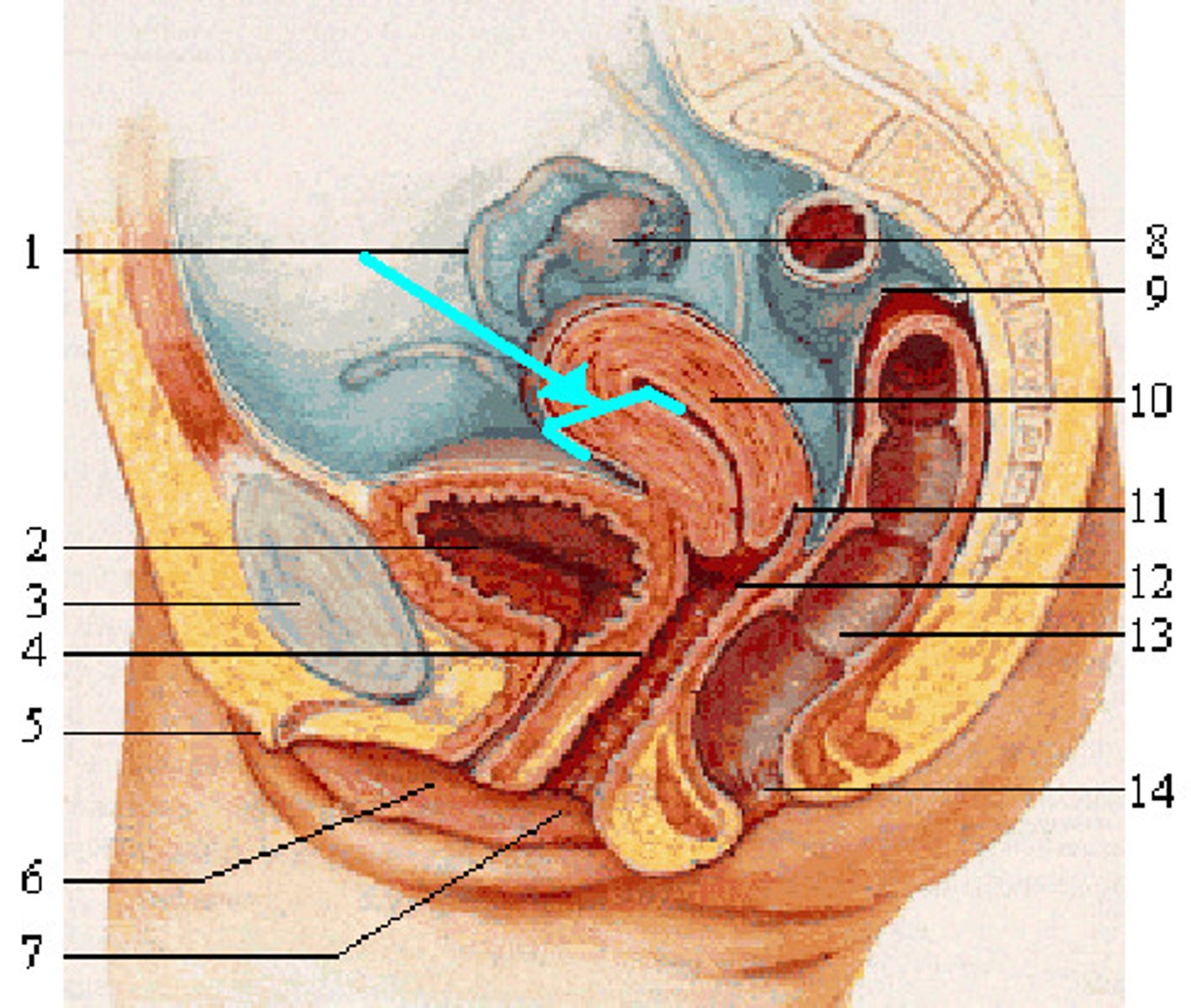 <p>muscle layer of the uterus - super thick so it can stretch as the baby grows; also so that it is strong enough to push out the baby.</p>