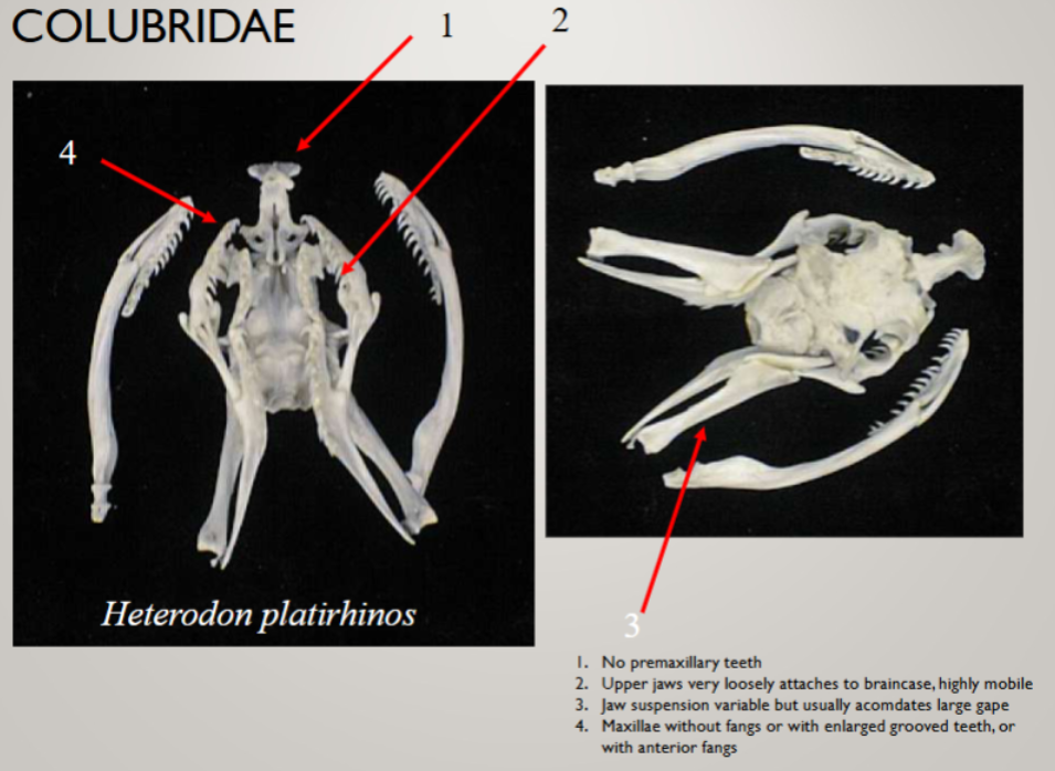 <ul><li><p>&gt;211 genera, 2093 species, 8 subfamilies</p></li><li><p>52% of all snakes</p></li><li><p>cosmopolitan</p></li><li><p>hind limb vestiges absent</p></li><li><p>no teeth on premaxillae</p></li><li><p>maxillae aglyphous, opithoglyphous, or proteroglyphous</p></li><li><p>both oviducts well developed</p></li><li><p>oviparous and viviparous forms</p></li><li><p>small to moderate size</p></li><li><p>upper jaws very loosely attaches to braincase, highly mobile</p></li><li><p>maxillae without fangs or w enlarged grooved teeth or anterior fangs</p></li></ul><p></p>