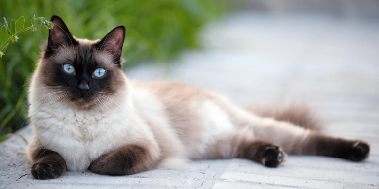 <p>himalayan rabbits and siamese (black ears, tail, paws, and nose; keeping warmth) cats carry an enzyme for melanin production that is heat-sensitive</p><ul><li><p>enzyme is less active at the surface of warm body parts</p></li><li><p>fur color is darker in cooler parts such as ears, limbs, and tail</p></li></ul>